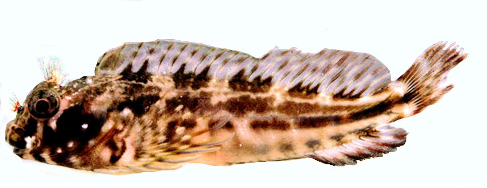 Hypleurochilus bananensis_01234